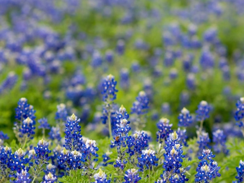 Texas’ First Known Real Estate&nbsp;Transaction